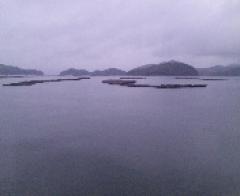 瀬戸内海の牡蠣筏