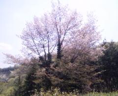 最後の桜（ソメイヨシノ）